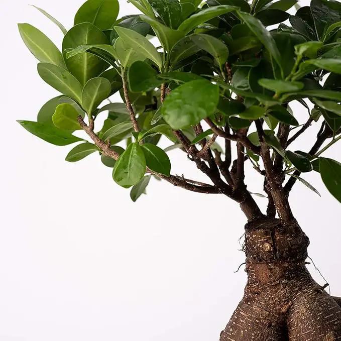 American Plant Exchange Ficus Ginseng Microcarpa – 4-Inch with Pot – Live Easy Care Bonsai Tree, Air Purifying Indoor Plant for Home, Office, or Zen Décor by GreenHaven Gardens