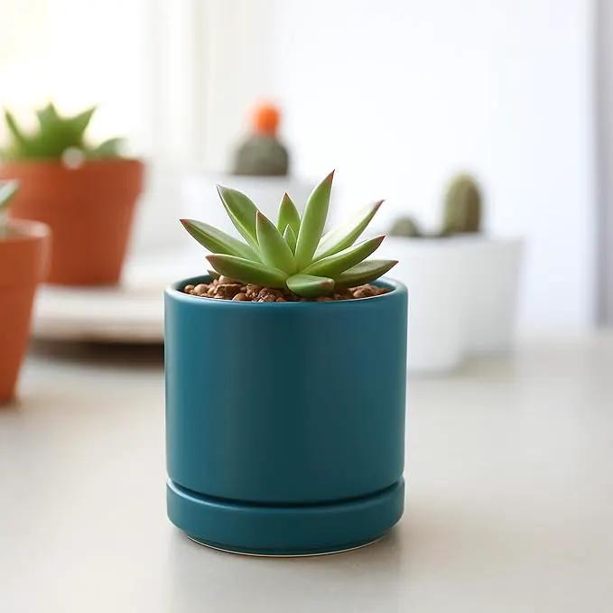 D'vine Dev Set of 4 Small Ceramic Plant Pots, 3.5 Inch Succulent Planter Pot for Plants with Drainage Hole and Saucer, Teal, 94-X-A-9 by GreenHaven Gardens