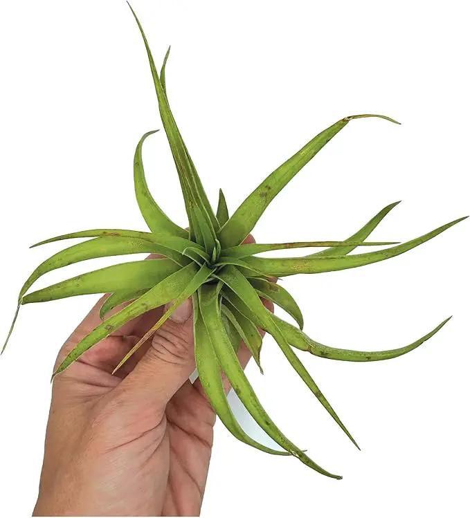 Air Plants - Tillandsia Brachycaulos Multiflora, Jumbo 5-7" - 5 ct - Live Arrival Guaranteed - House Plants for Home Decor & Gift by GreenHaven Gardens