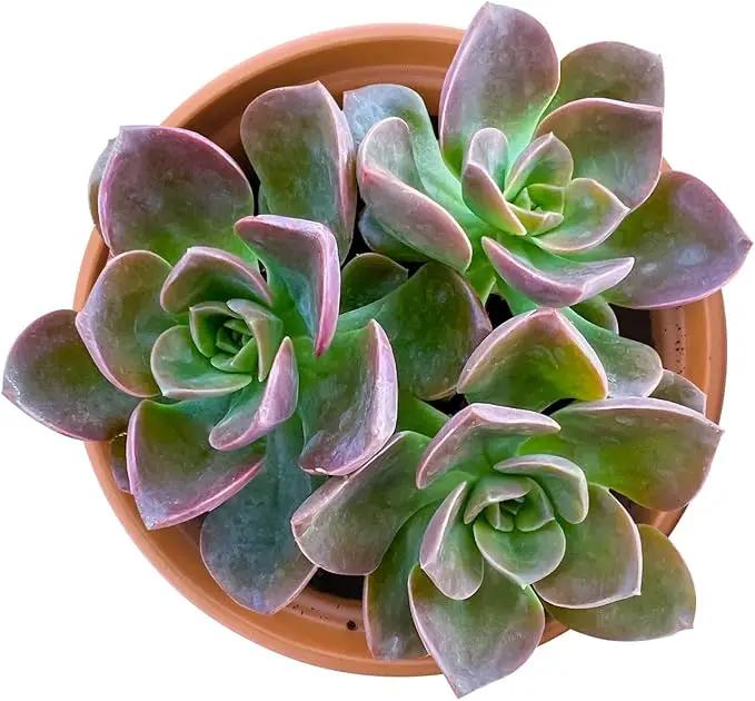 Live Succulents Echeveria 'Melaco' (4-inch), Succulent Plants Fully Rooted in Pots with Soil, Easy-Care House Plant for DIY, Home Office Decor, Wedding Party Favor by GreenHaven Gardens