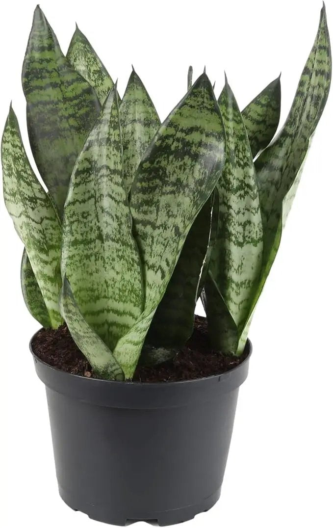 Premium Snake Plant Potting Soil Mix, Green Sansevieria Trifascatia Zeylanica Plants, Plant or Re-Pot Your Snake Plant - (1 Quart Bag) by GreenHaven Gardens