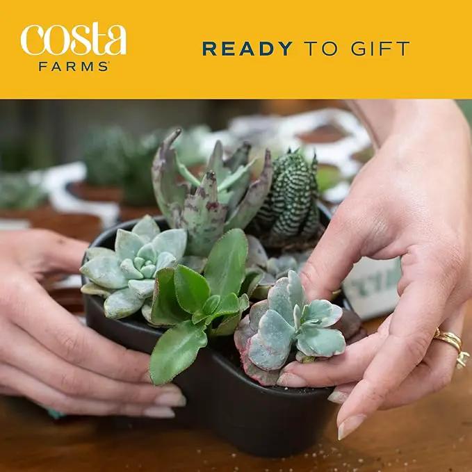 Costa Farms Live Succulent Plants (12-Pack), Mini Succulent Assortment Potted in Nursery Plant Pots, Grower's Choice Indoor Houseplants, Bulk Gift for Baby Shower, Wedding, Party, 2-Inches Tall by GreenHaven Gardens