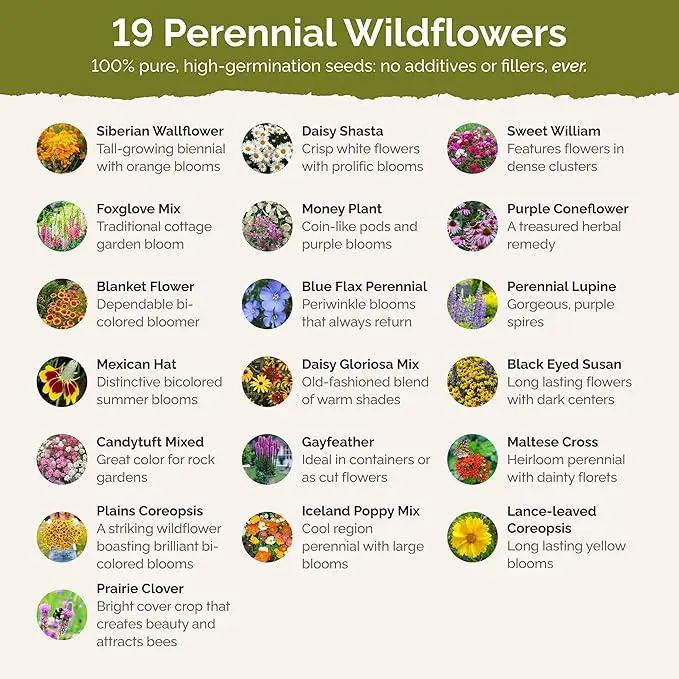 Eden Brothers All Perennial Wildflower Mixed Seeds for Planting, 25 lb, 12,000,000+ Seeds with Lupine, Shasta Daisy | Attracts Pollinators, Plant in Spring or Fall, Zones 3, 4, 5, 6, 7, 8, 9, 10 by GreenHaven Gardens