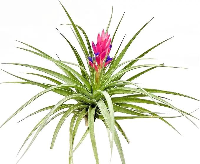 Air Plants - Flowering Tillandsia Stricta Large 5" - 2ct - Live Arrival Guaranteed - House Plants for Home Decor & Gift by GreenHaven Gardens