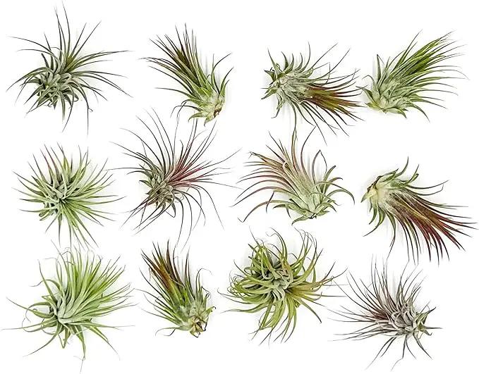 Air Plants - Tillandsia Ionantha Pack, Regular 1-3" - 12ct - Live Arrival Guaranteed - House Plants for Home Decor & Gift by GreenHaven Gardens