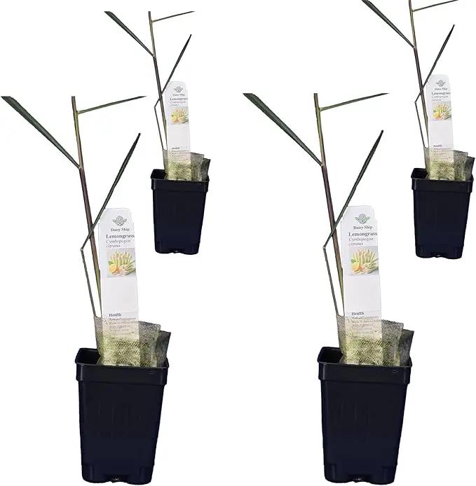 Lemongrass - Cymbopogon citratus. Live Plant. Fragrant, Fresh, Edible. Easy Grow. Indoor/Outdoor. (4 Lemongrass in Cup) by GreenHaven Gardens