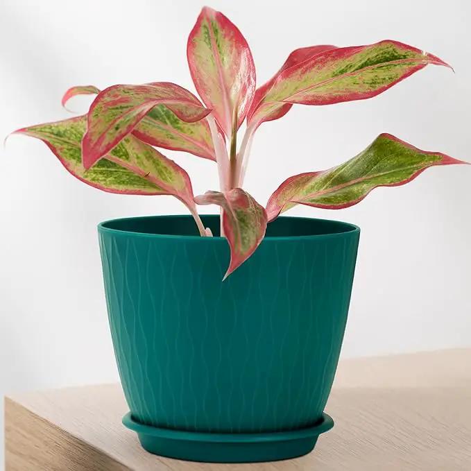 Plant Pots – 6 Inch Planters with Drainage Holes and Saucers, Flower Pots for Indoor and Outdoor Plants, Nursery Planting Pots (Pack of 5, Multicolor) by GreenHaven Gardens
