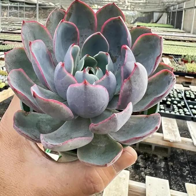 Live Succulent Plants Echeveria 'Herra', Easy Care Potted Succulents, Approx 4" D x 7" H, Indoor Houseplant, Unique Gifts, Home Office Décor by GreenHaven Gardens