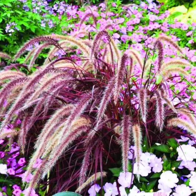 Pack 3 Fountain Grass Plants Live, 5-9 Inch Tall, Ornamental Grasses Live Plants Perennial, Well-Rooted Perennial Grass Clumps (Purple Fountain Grass) by GreenHaven Gardens