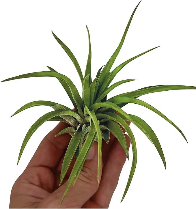 Air Plants - Tillandsia Brachycaulos Abdita, Large 4-6" - 2 ct - Live Arrival Guaranteed - House Plants for Home Decor & Gift by GreenHaven Gardens
