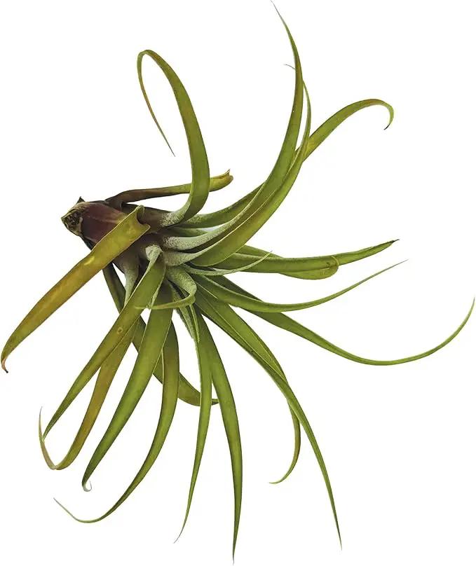 Air Plants - Tillandsia Capitata (Peach), Large 5-7” - 5 ct - Live Arrival Guaranteed - House Plants for Home Decor & Gift by GreenHaven Gardens