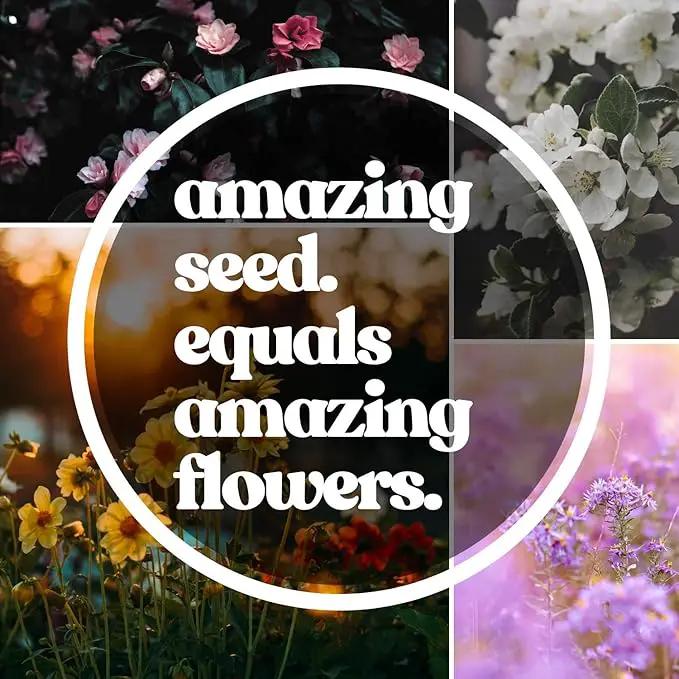 Wildflower Seeds Collection - 500,000+ Bulk Seeds - 6 Different Mixes Including Hummingbird & Butterfly, Save The Monarchs, Save The Bees, Shaded Woodland, Rocky Mountain, & Dryland Pollinator by GreenHaven Gardens