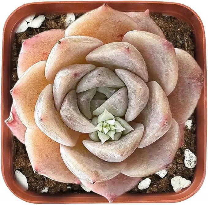 2" Rare Succulent Echeveria 'Grace', Live Succulents Plants Fully Rooted in Grower Pots, Unique Gift for Wedding Favor, Party Favor by GreenHaven Gardens