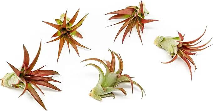 5 Pack Air Plants Red Abdita Tillandsia - Medium Air Plants Live Variety Pack - Live Succulent House Plant - Home Holders and Garden Decor - Easy Care Indoor and Outdoor Plant by GreenHaven Gardens