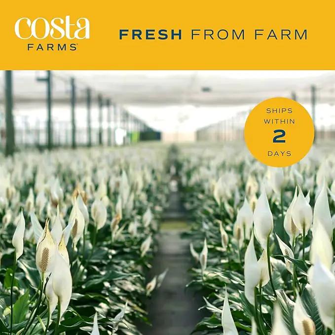 Costa Farms Spathiphyllum Peace Lily Live Indoor Plant, 3-Foot by GreenHaven Gardens