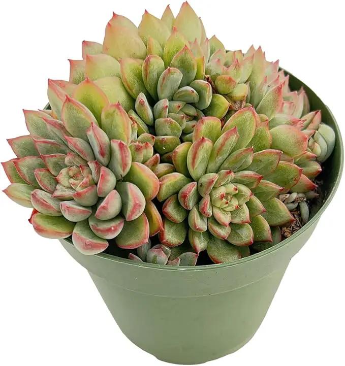 Live Succulent Plants Echeveria 'Mebina', Easy Care Potted Succulents, Approx 4" D x 4" H, Indoor Houseplant, Unique Gifts, Home Office Décor by GreenHaven Gardens