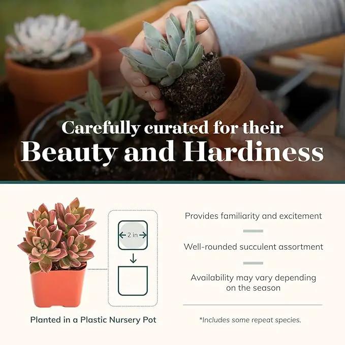 Shop Succulents Endless Summer Succulent Pack Collection - Live Mini Succulent Plants, Low Maintenance, Colors & Textures - Wedding and Party Favors, Gift & Garden, Pack of 20 by GreenHaven Gardens