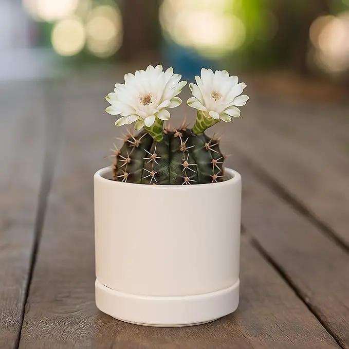 D'vine Dev Set of 4 Small Ceramic Plant Pots, 3.5 Inch Succulent Planter Pot for Plants with Drainage Hole and Saucer, Oatmeal, 94-X-A-8 by GreenHaven Gardens