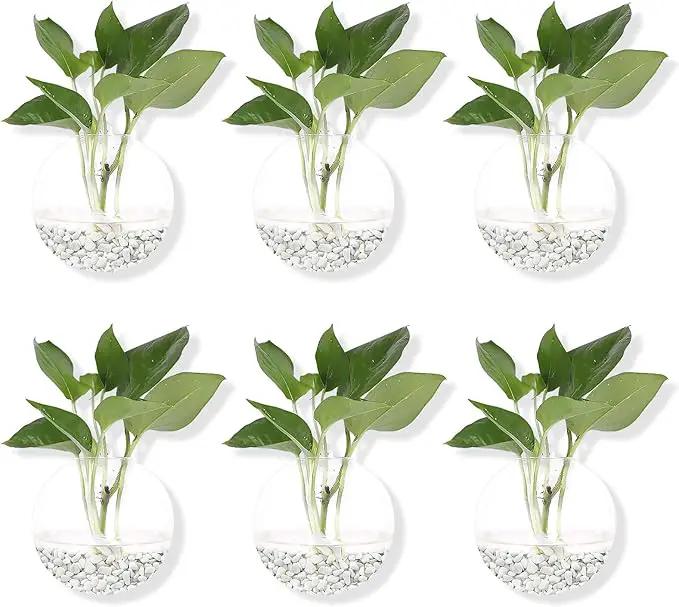 Pack of 6 Glass Planters Wall Hanging Planters Round Glass Plant Pots Hanging Air Plant Pots Flower Vase Air Plant Terrariums Wall Hanging Plant Container by GreenHaven Gardens