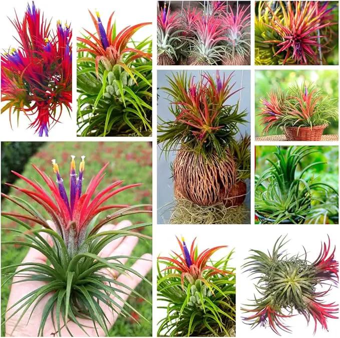 Air Plants, Tillandsia Air Plants Live Houseplants for Garden, 14 Red Lonantha Tillandsia Plant, Air Plant for Planting, 2 to 3 Inc Long by GreenHaven Gardens