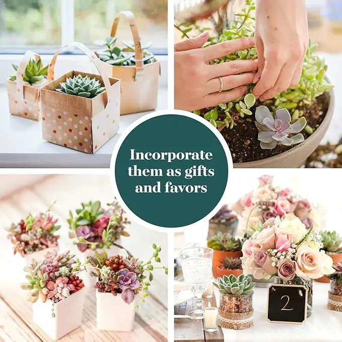 Shop Succulents Mini Succulent Plant Pack Collection - Live 2" Succulent Plants, Low Maintenance, Beautiful Colors & Textures - Wedding and Party Favors, Gift & Garden, Pack of 12 by GreenHaven Gardens