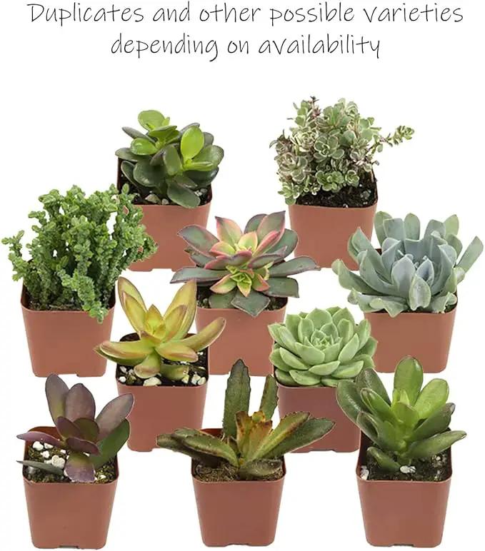 Altman Plants, Live Succulents Plants (50 Pack), Nursery Pots Variety Pack, Bulk Succulents Plants Live Plants Indoor Plants Live House Plants Indoors Live Indoor Plants Live Houseplants Live Indoor by GreenHaven Gardens