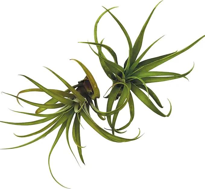 Air Plants - Tillandsia Capitata (Peach), Large 5-7” - 2 ct - Live Arrival Guaranteed - House Plants for Home Decor & Gift by GreenHaven Gardens