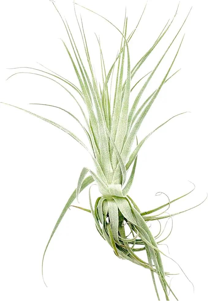 Live Air Plant - Tillandsia Gardneri 5-7” - ragnaroc Rare Collectors Indoor Tropical Plant - Live Arrival Guaranteed - House Plants for Home Decor & Gift by GreenHaven Gardens