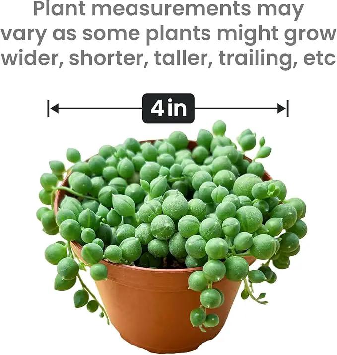 String of Pearls (4-inch), Succulents Plants Live, Succulent Plants Fully Rooted in Pots with Soil, Easy-Care House Plant for DIY, Home Office Decor, Wedding Party Favor by GreenHaven Gardens