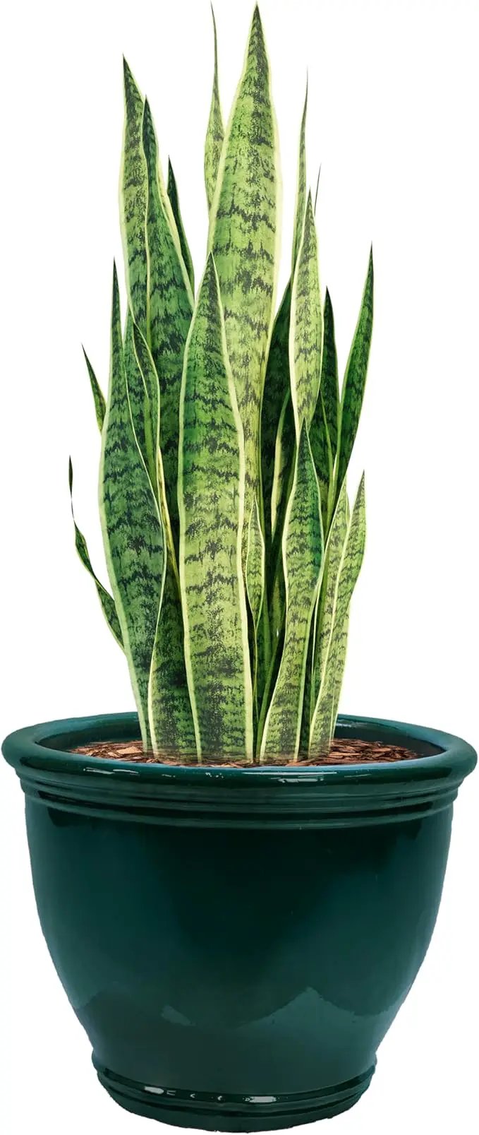 Sunnydaze Studio Large Ceramic Plant Pot - Round Outdoor Glazed Ceramic Planter Pot with Drainage - Dark Green - 18.5 in by GreenHaven Gardens