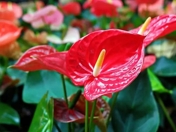 Organic Anthurium Potting Mix by Gardenera - Nourish Your Plants Naturally - 2 QUARTS by GreenHaven Gardens