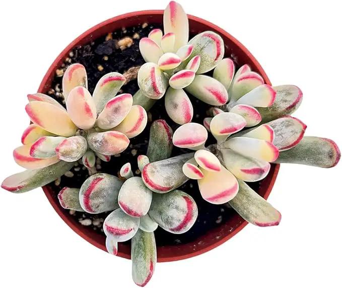 Live Succulent Plants Cotyledon Orbiculata cv. Long Leaf Variegated, Easy Care Potted Succulents, Approx 4" D x 4" H, Indoor Houseplant, Unique Gifts, Home Office Décor by GreenHaven Gardens