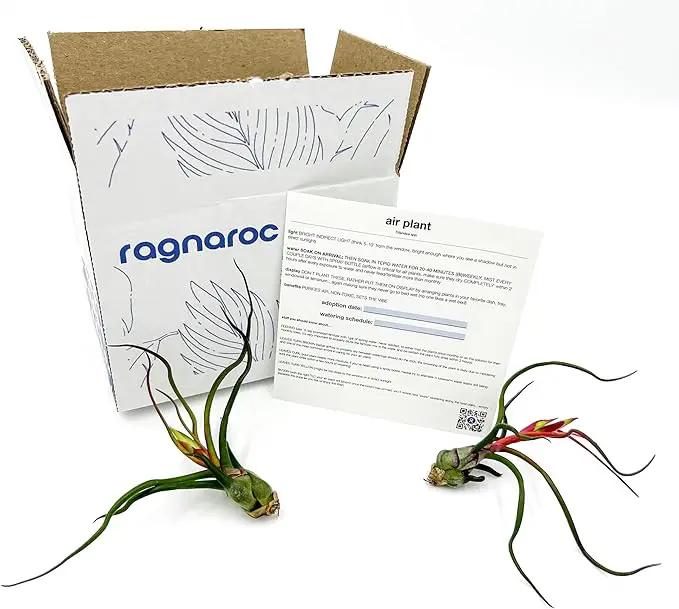 Air Plants - Flowering Tillandsia Bulbosa Guatemala, Large 3-5" - 2ct - Live Arrival Guaranteed - House Plants for Home Decor & Gift by GreenHaven Gardens