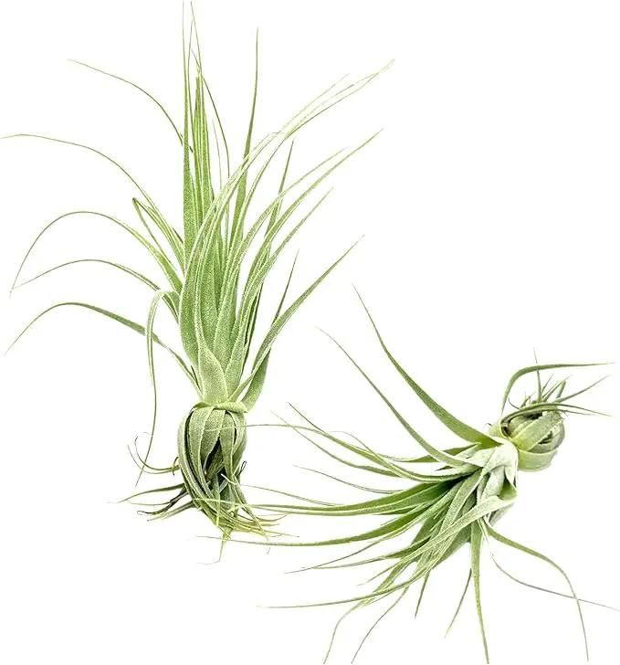 Live Air Plant - Tillandsia Gardneri 5-7” - ragnaroc Rare Collectors Indoor Tropical Plant - Live Arrival Guaranteed - House Plants for Home Decor & Gift by GreenHaven Gardens