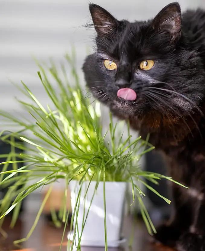 Cat Grass Refill Kit, Includes Seeds and Peat Soil Pellets, 3 Pack, Certified Organic (3 Seed Packs) by GreenHaven Gardens