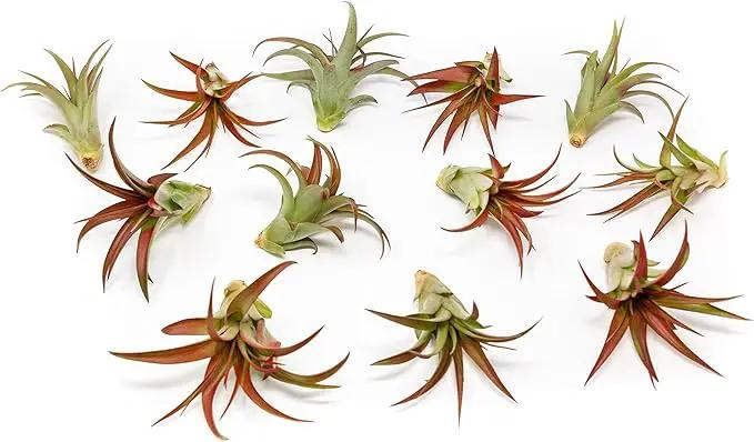 12 Pack Air Plants Red Abdita Tillandsia - Medium Air Plants Live Variety Pack - Live Succulent House Plant - Home Holders and Garden Decor - Easy Care Indoor and Outdoor Plants by GreenHaven Gardens