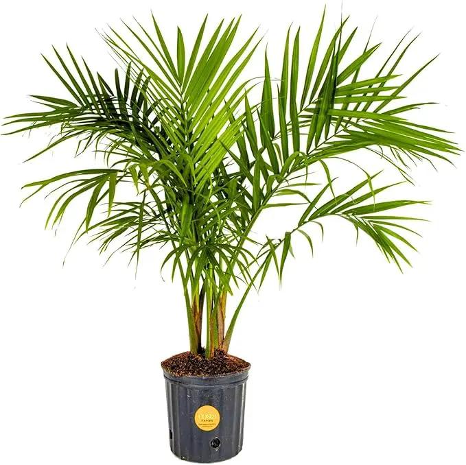 Costa Farms Majesty Palm Live Plant, Indoor and Outdoor Palm Tree, Potted in Plant Pot and Soil, Tropical Floor Houseplant, Housewarming, Patio, Balcony, Office, Home, and Room Decor, 3-4 Feet Tall by GreenHaven Gardens