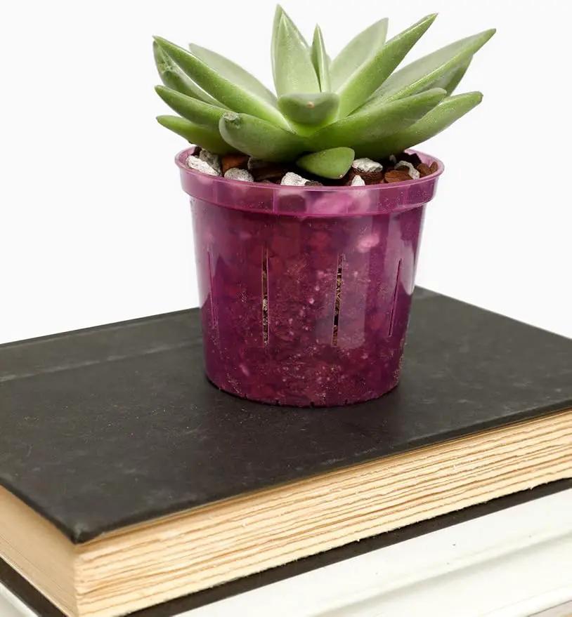 rePotme 3 inch Orchid Pot 3 Pack - Slotted Orchid Pots with Holes for Repotting (Crystal Clear) by GreenHaven Gardens