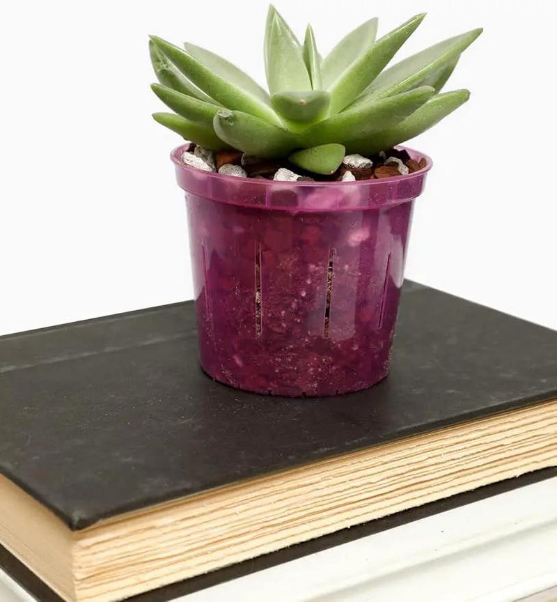 rePotme 4 inch Orchid Pot 3 Pack - Slotted Orchid Pots with Holes for Repotting (Crystal Clear) by GreenHaven Gardens