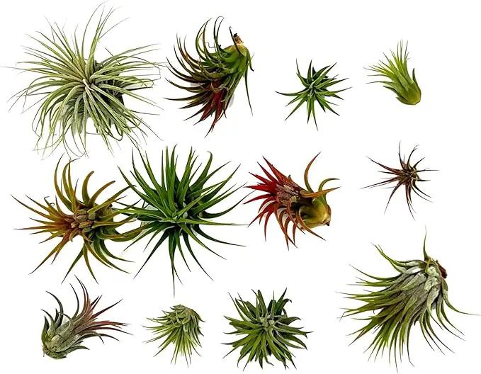 Air Plants - Tillandsia Ionantha Pack, Regular 1-3" - 12ct - Live Arrival Guaranteed - House Plants for Home Decor & Gift by GreenHaven Gardens