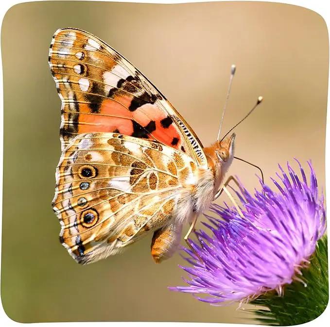 Insect Lore Butterfly Garden Kit – 10 Live Caterpillars, Habitat, STEM Journal, 2 Chrys-a-lid Holding Logs & Feeder – Grow & Release Painted Lady Butterflies – Educational Science Toy by GreenHaven Gardens
