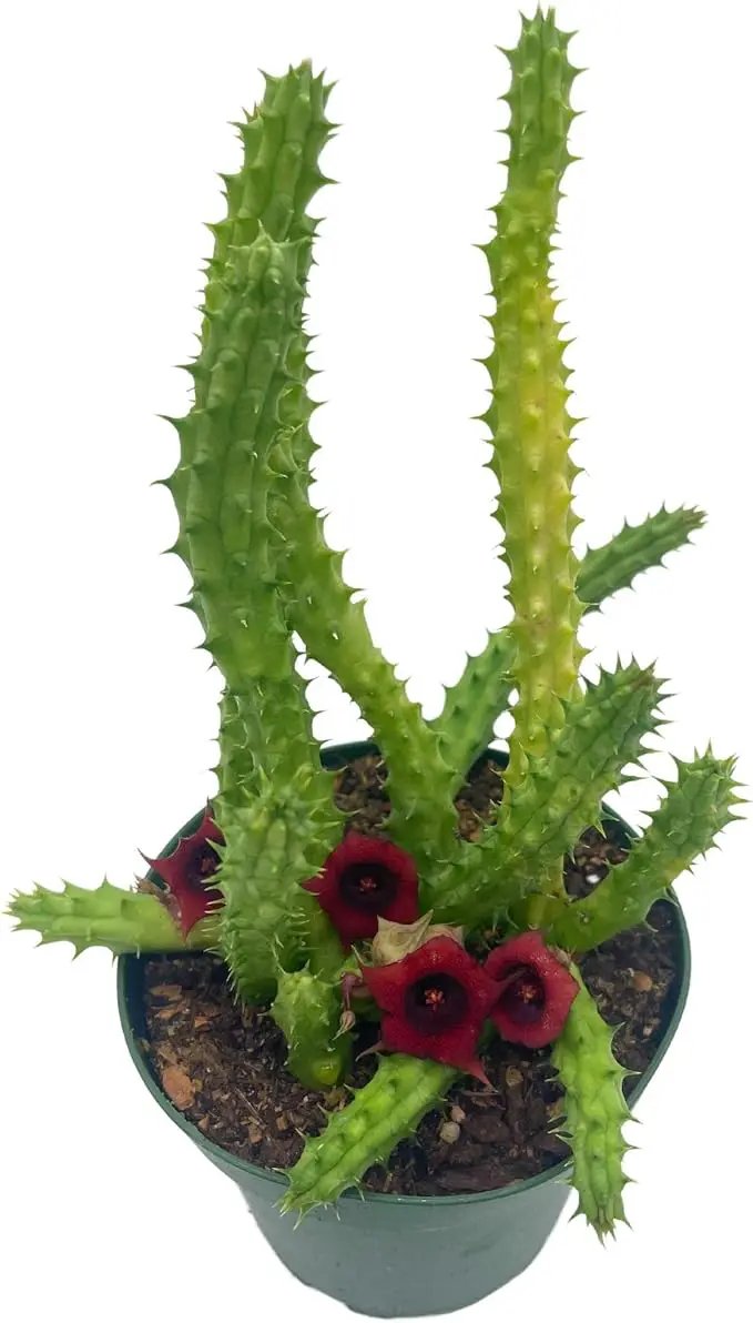 BubbleBlooms Huernia Red Dragon Stapelia Cactus/Huernia penzigii, in 4 inch Pot by GreenHaven Gardens