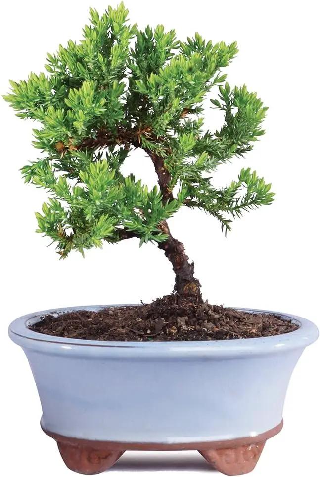 Brussel's Live Green Mound Juniper Outdoor Bonsai Tree - 3 Years Old; 4" to 6" Tall with Decorative Container - Not Sold in California by GreenHaven Gardens