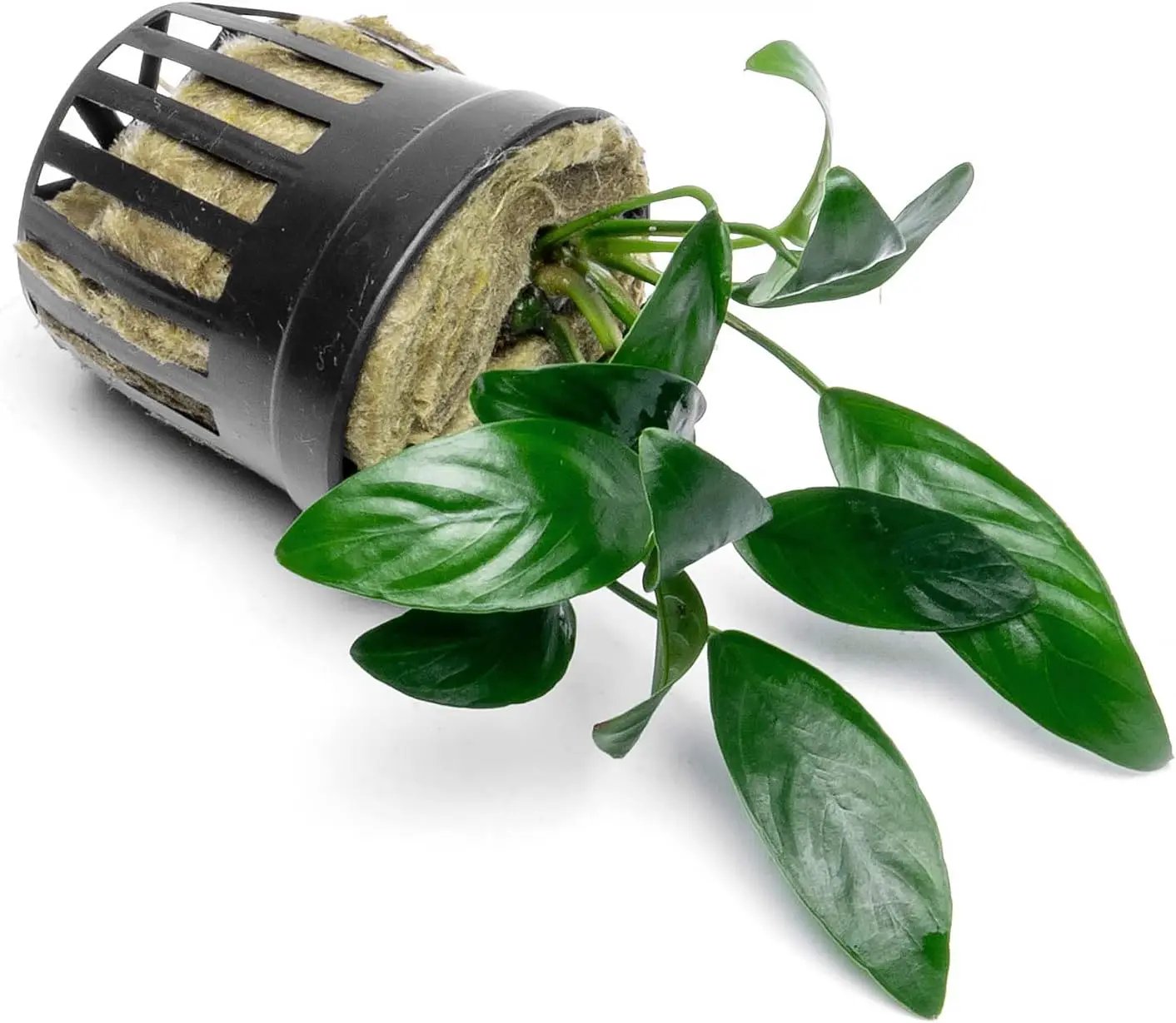 Anubias Live Aquarium Plants - Potted Freshwater Plant for Fish Tanks, Terrariums - Beginner Friendly Low Light (Congensis Mini, 5 Pots) by GreenHaven Gardens