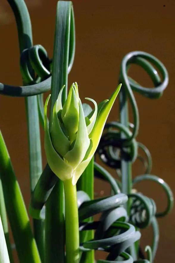 Rare Frizzle Sizzle Plant - Albuca spiralis - 2 Bulbs - Succulent House Plant by GreenHaven Gardens