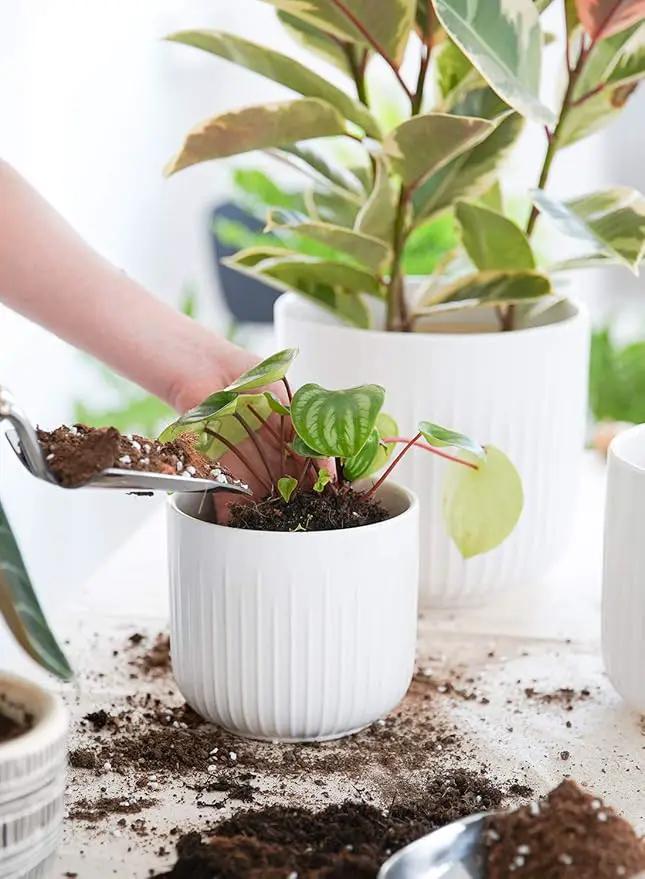 LE TAUCI Ceramic Planters, Set of 3 Plant Pots for Indoor Plants, 8.3+6.9+5.7 inch Flower Pots with Drainage Holes, Medium Cylinder Planters Pot for Indoor House Plants, White by GreenHaven Gardens