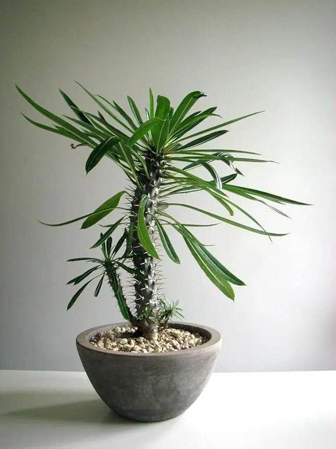 Madagascar Palm Plant Potting Soil - All-Natural Blend for Thriving Palms - Boosts Root Health and Distinctive Elegance - 10 Quart by GreenHaven Gardens