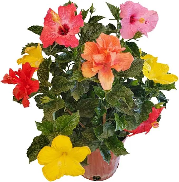 Tropical Plants of Florida Live Hibiscus Bush – Mystery Multi-Color Flowering Shrub in 3 Gallon Pot, 24 to 28” Tall – 2 to 3 Mixed Bloom Colors, Outdoor Tropical Garden Plant by GreenHaven Gardens