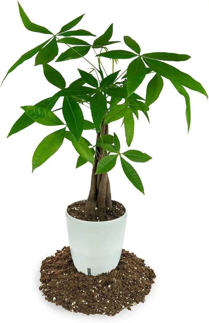 Money Tree Potting Soil, Soil Mix for Planting or Repotting Guiana Chestnut, Soil Blended to Properly Grow Money Tree Plants - (5 Quart Bag) by GreenHaven Gardens