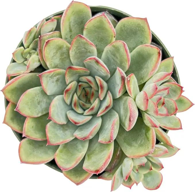 Live Succulent Plants Echeveria 'Pulidonis', Easy Care Potted Succulents, Approx 4" D x 4" H, Indoor Houseplant, Unique Gifts, Home Office Décor by GreenHaven Gardens
